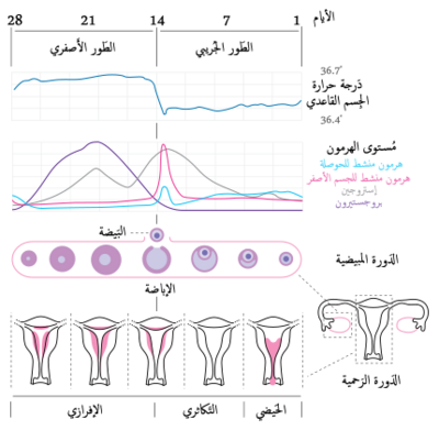 تغير الهرمونات قبل الدورة الشهرية