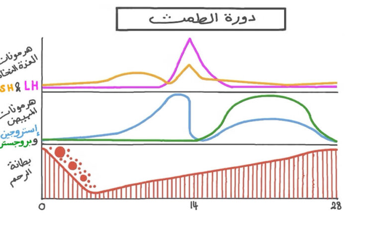 هرمونات الدورة الشهرية