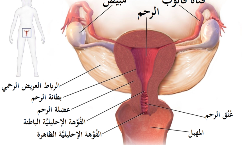 أسباب لحدوث شد في منطقة الرحم