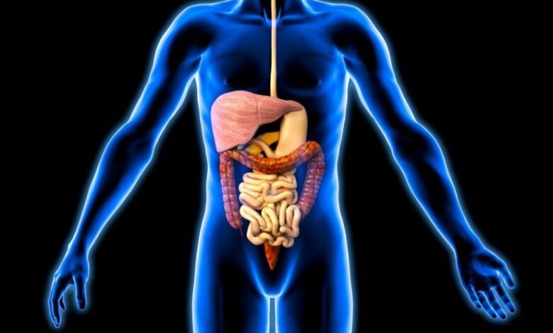 كل ما تريدين معرفته عن عمل الجهاز الهضمي
